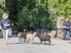 Biberausflug 2016-1-6